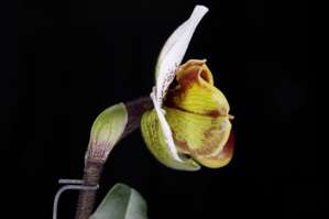 Paphiopedilum Star Scream Chapman Woods AM/AOS 81 pts. Profile